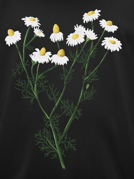 Chamomile botanical drawing