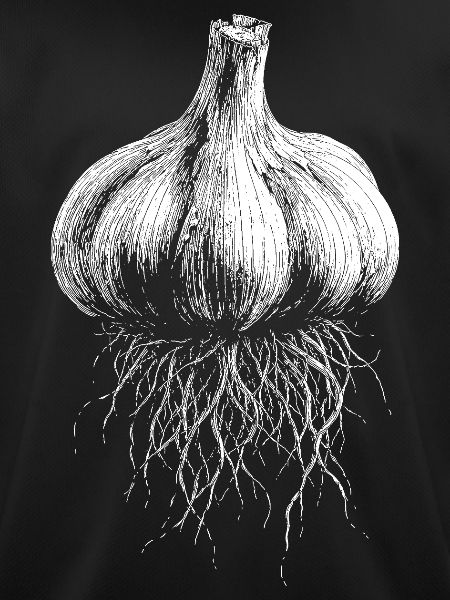 Knoblauch
