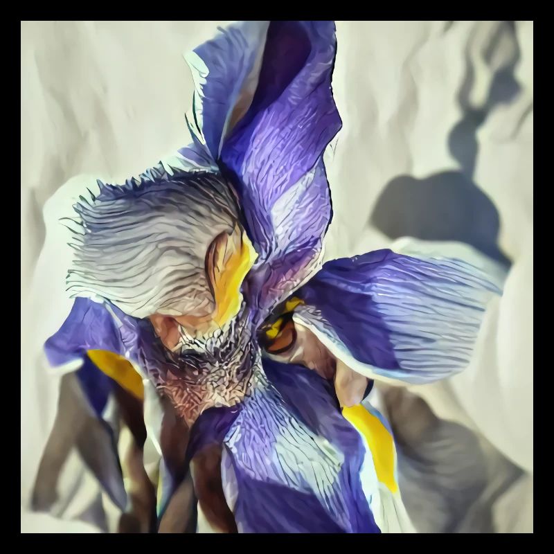 Purple iris flower in full bloom