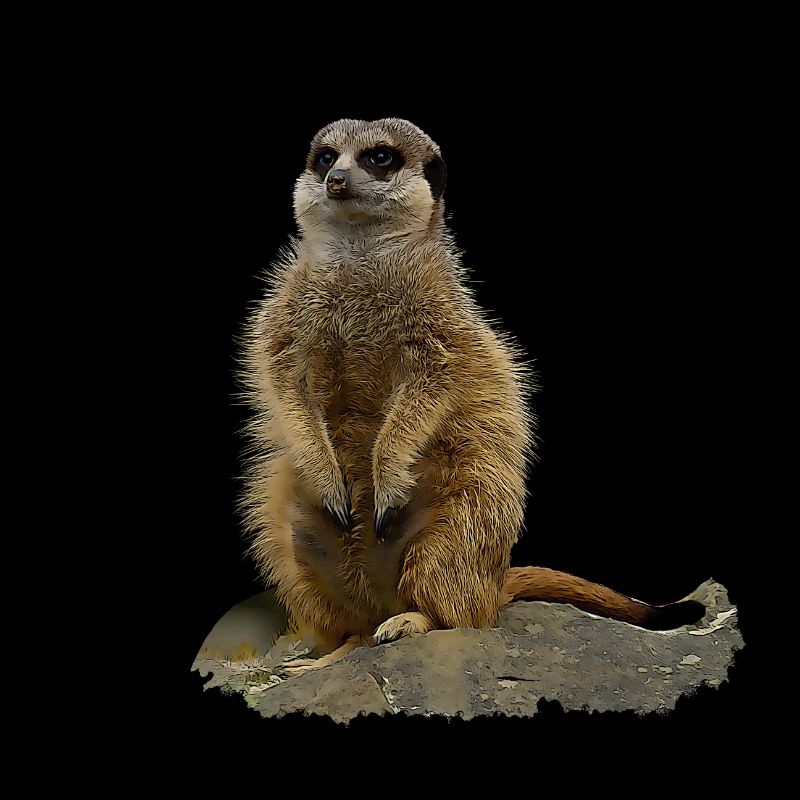 Erdmännchen - Wer ist da?