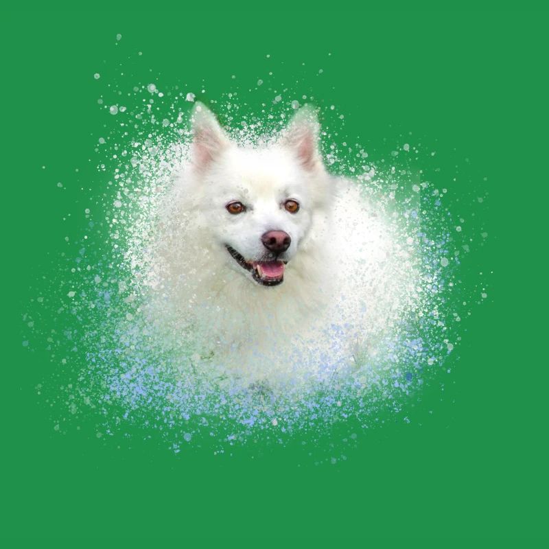 spitz,hund,graffiti,malerei,zwergpsitz