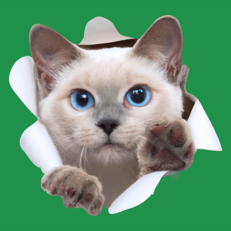 Bébé chat du monde caché