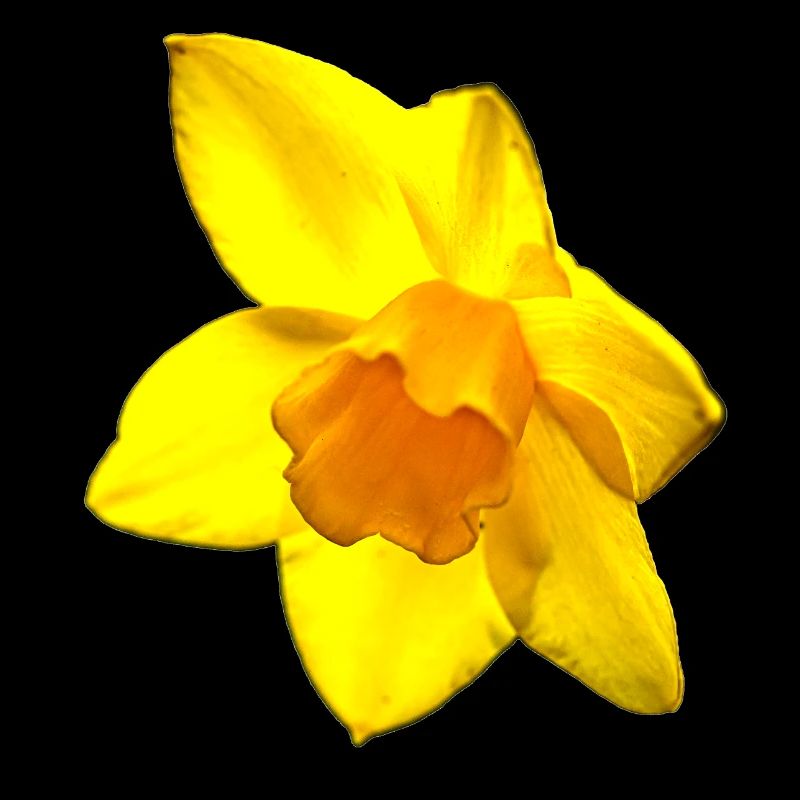 Blume, A731126