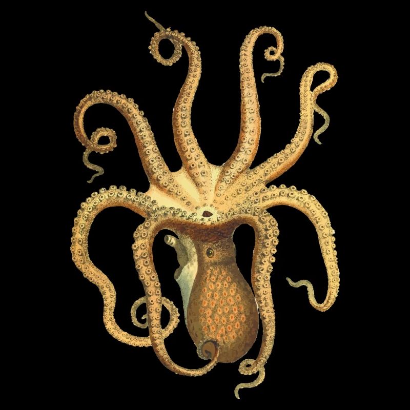 squid giant octopus octopus octopus squid sepia fish