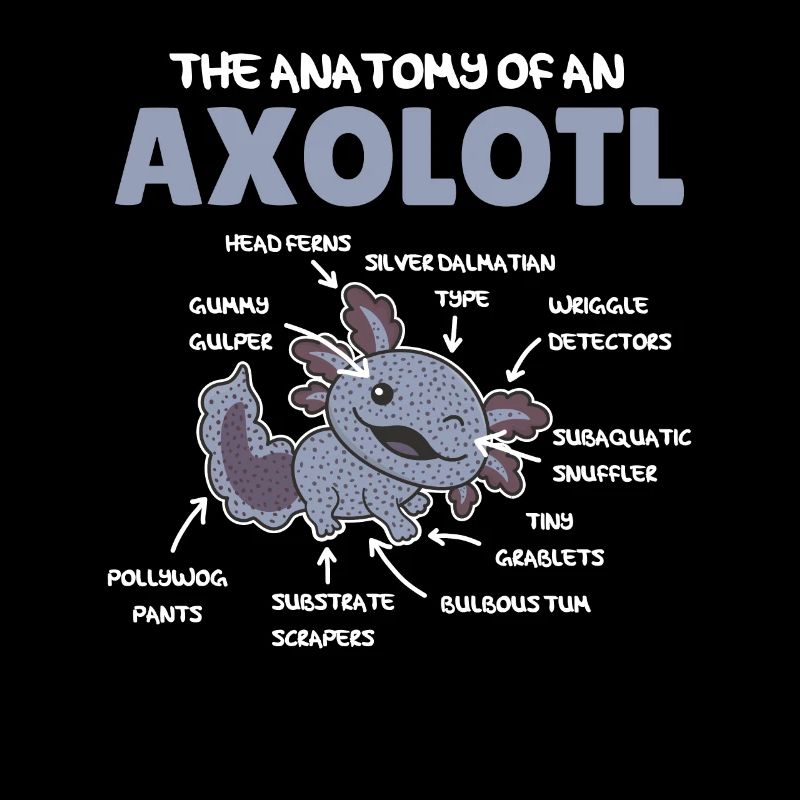 Axolotl Explication Anatomie d’un Axolotl