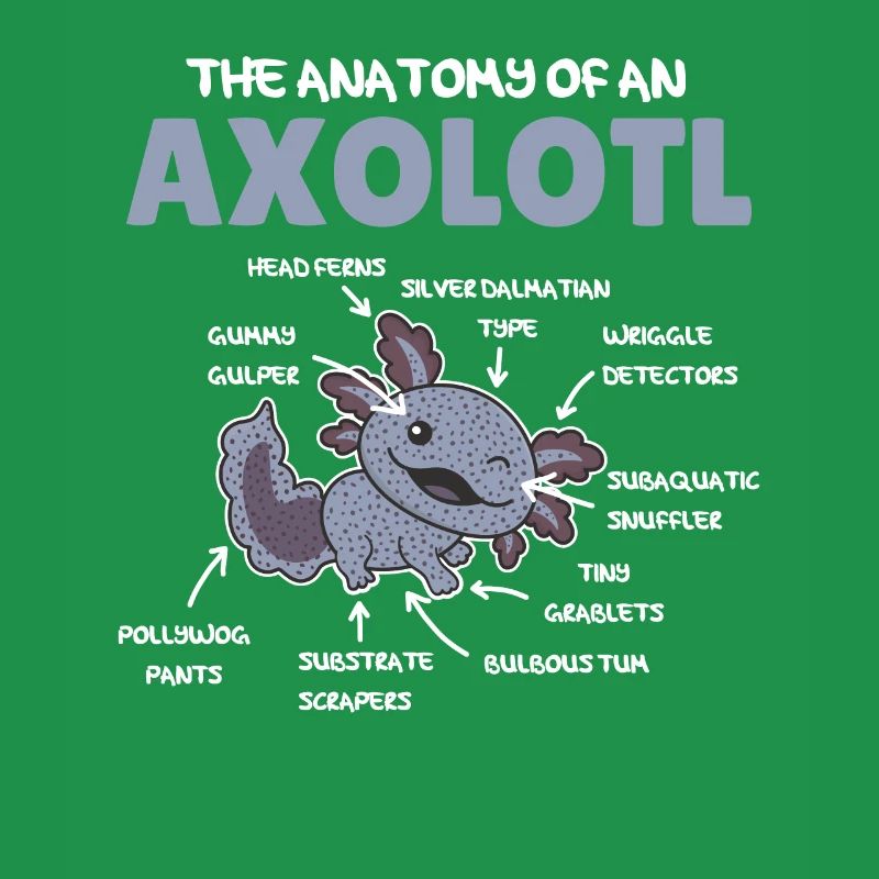 Axolotl Explication Anatomie d’un Axolotl