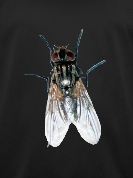fly