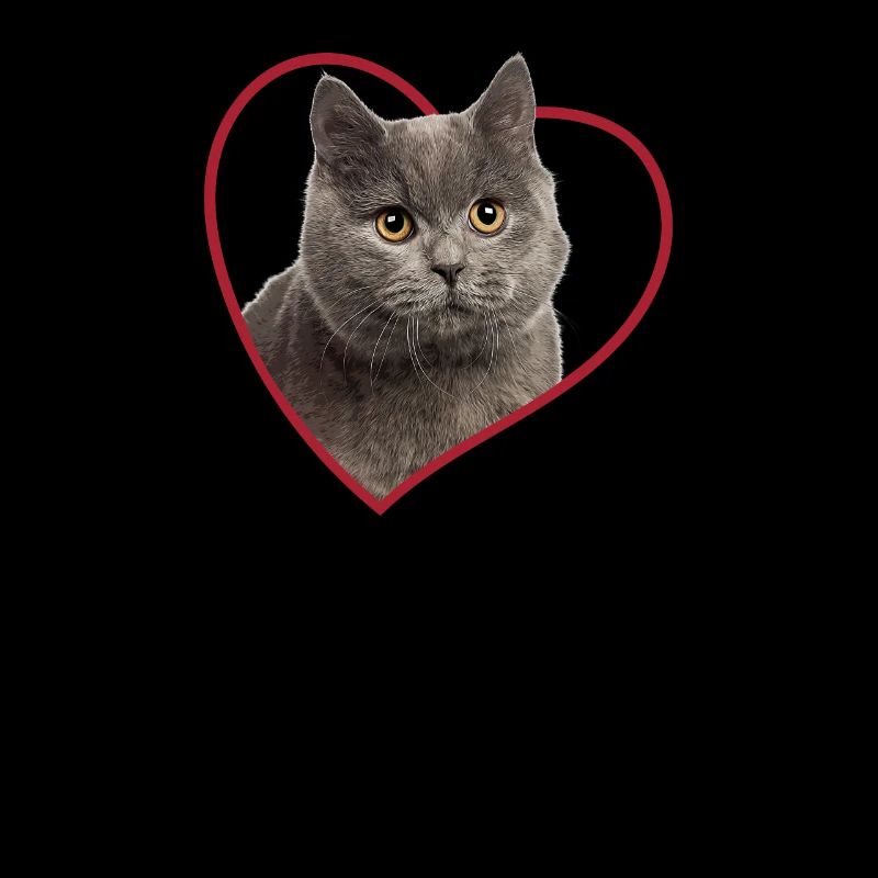 Britisch Kurzhaar Katzen BKH Herz Portrait
