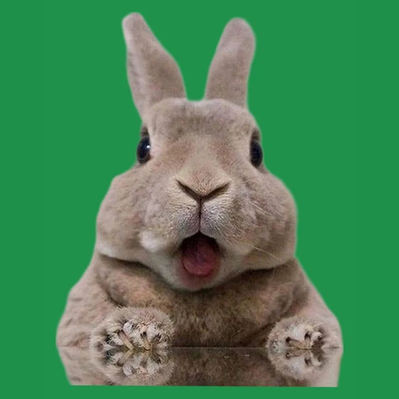 Lapin