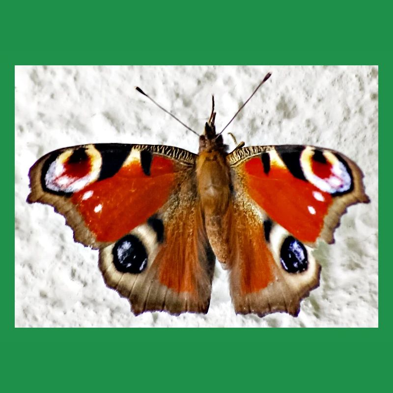 Peacock Eye Butterfly Pattern