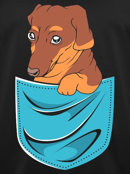 Dachshund