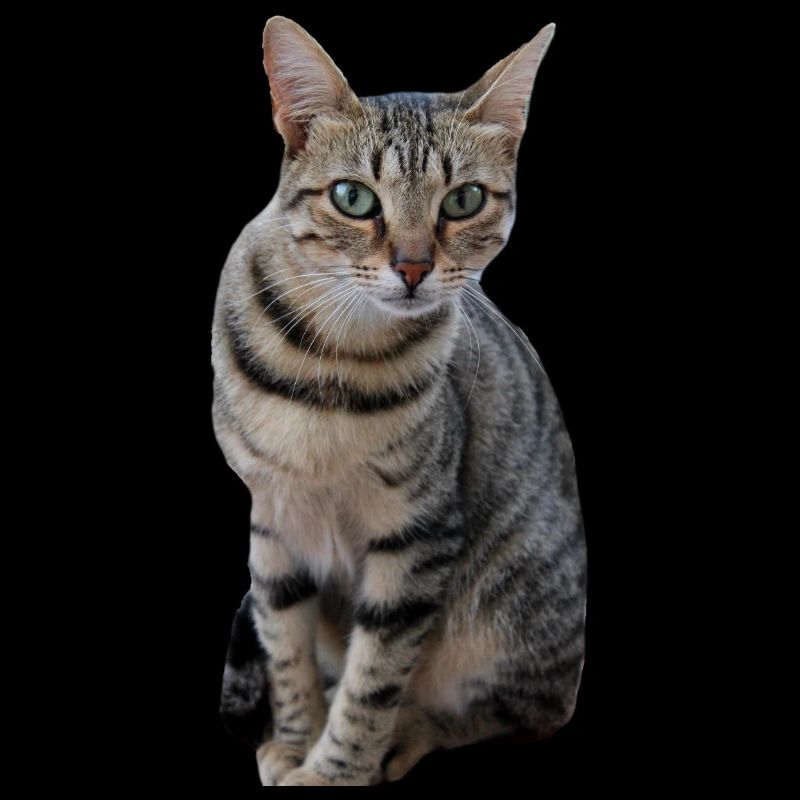 Cat Kitten