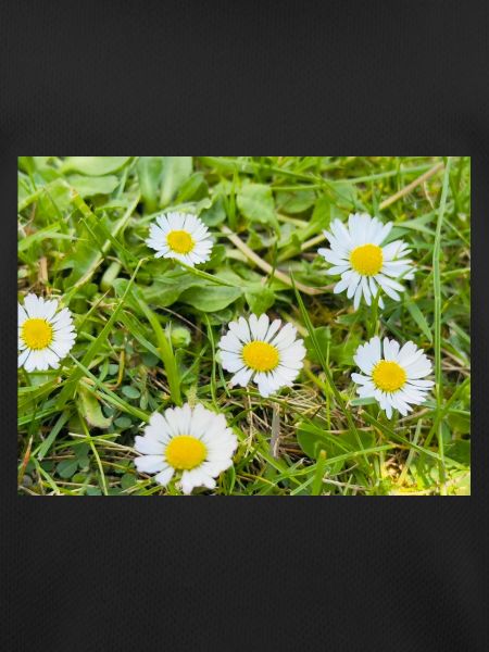 Field of Daisies