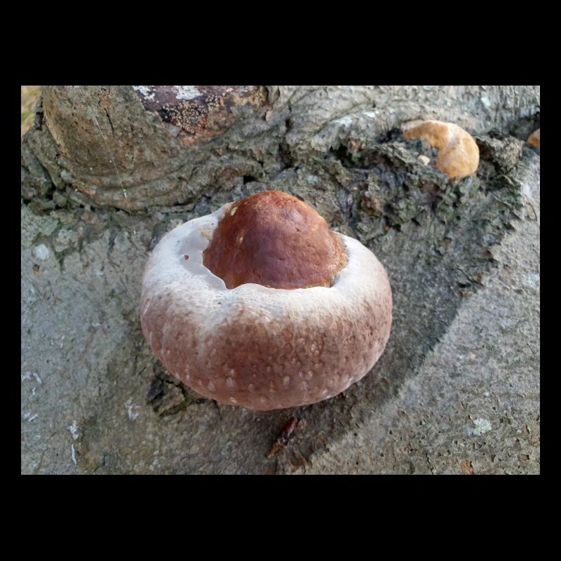 Rotbandpilz auch rot gebänderte Polypore