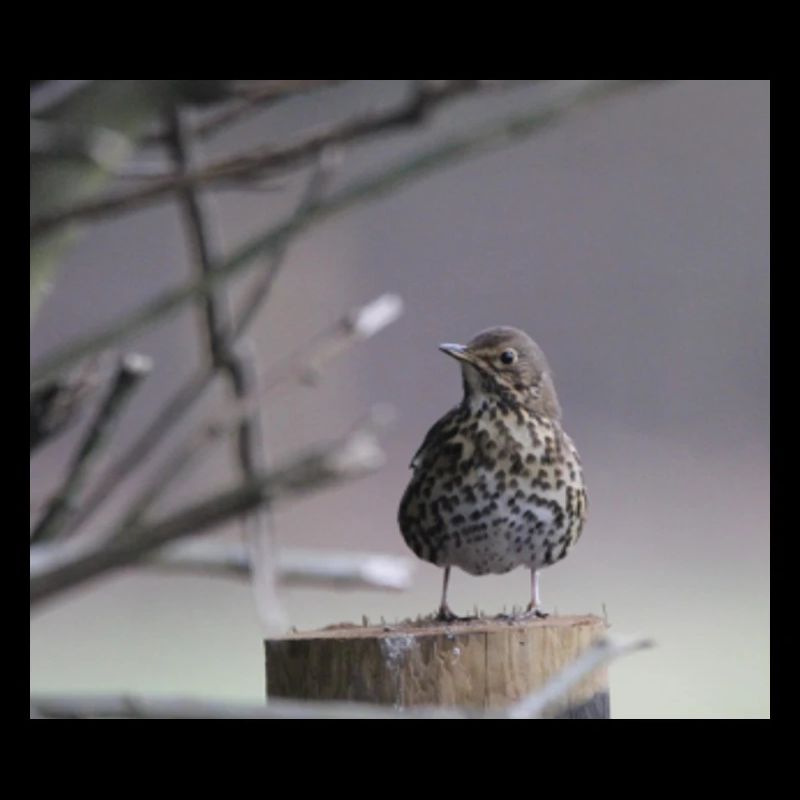 Thrush