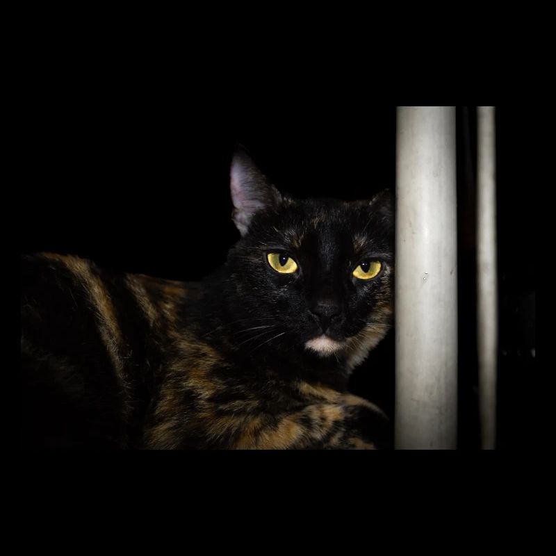 le chat noir