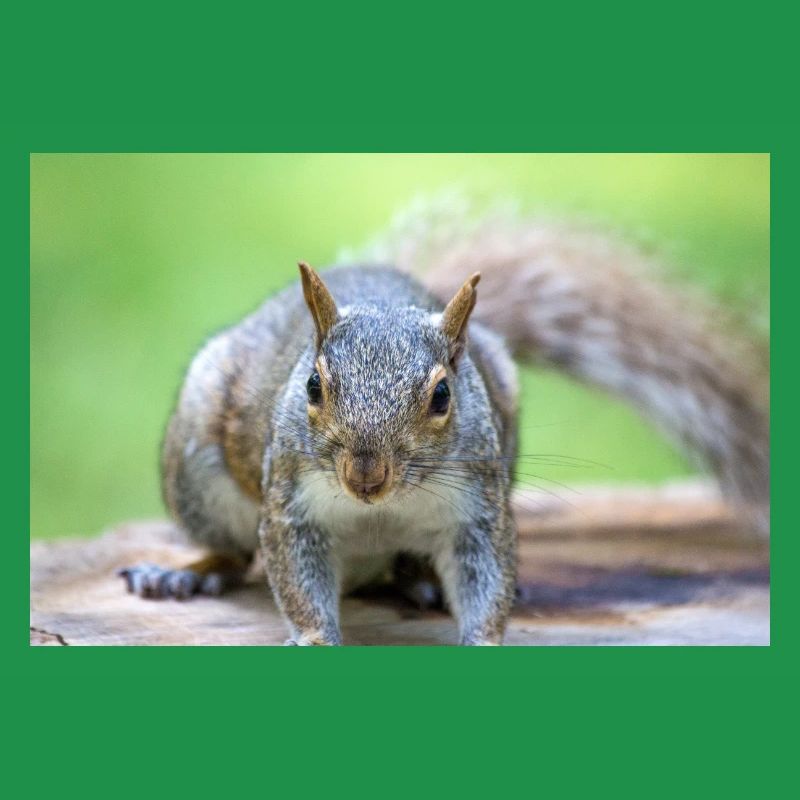 Grey squirrel Grauhörnchen Sciurus carolinensis