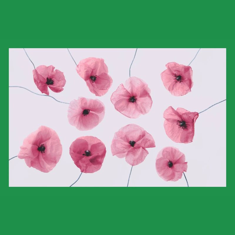 MOHNBLUME Pink Rot
