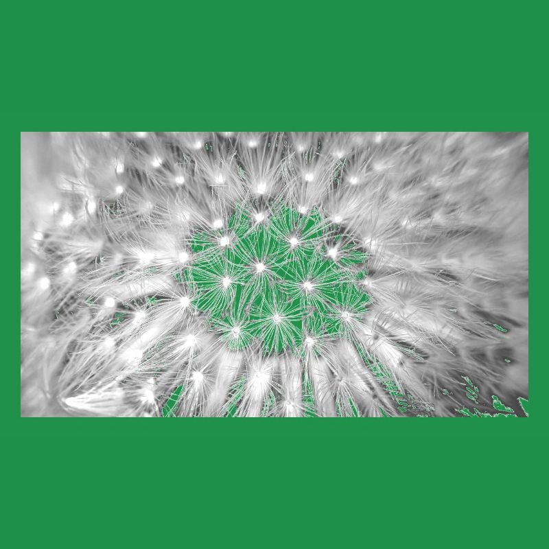 Dandelion, A731876