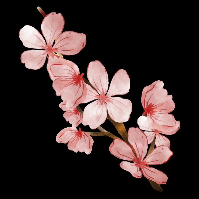 Kirschblüte