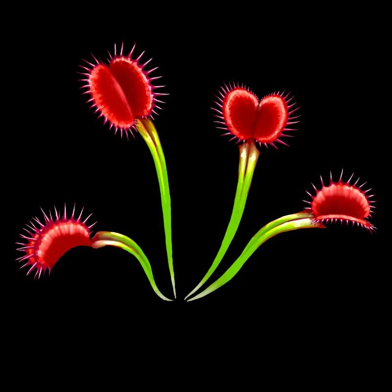 Grande plante Venus Flytrap Dionaea Carnivores