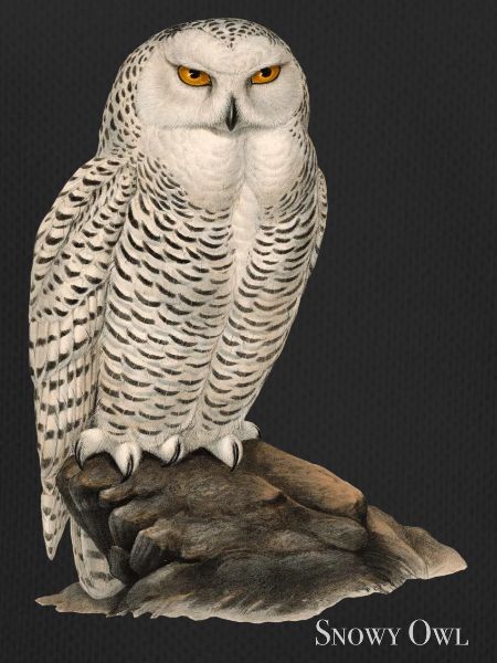 Snowy Owl