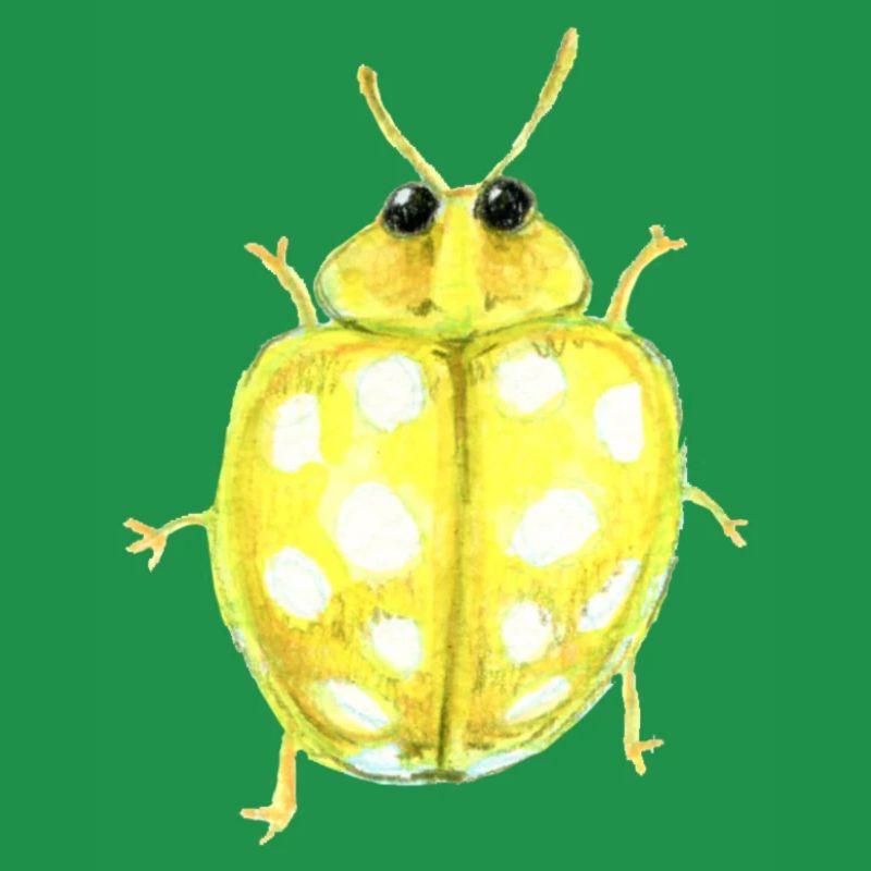 Coccinelle champignon à seize points