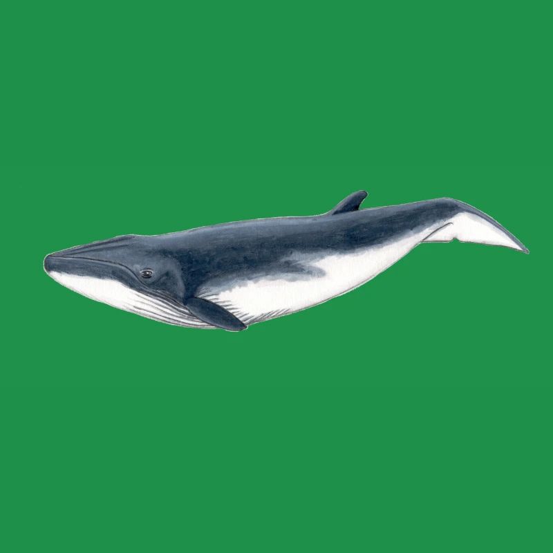 baleine Bebe Bryde - Bébé Baleine