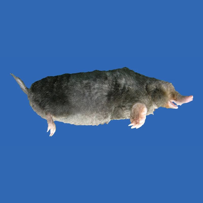 Mole