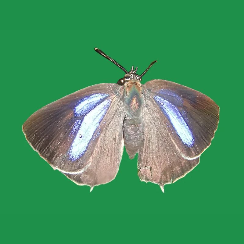 Blauer Eichen-Zipfelfalter