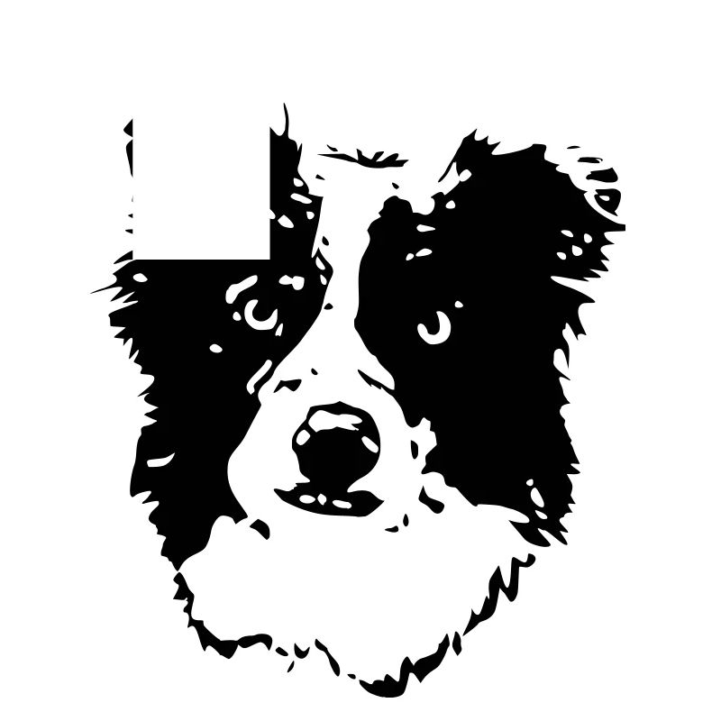 Border_Collie2_cb