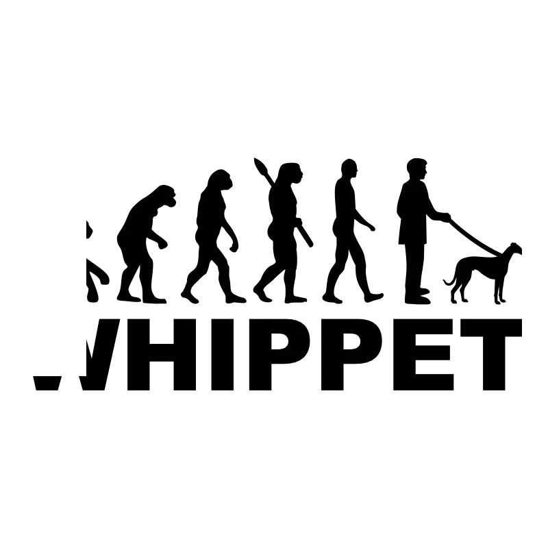 Whippet