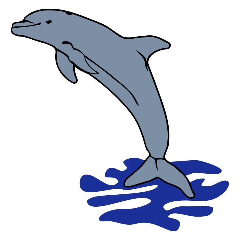 jumping dolphin water