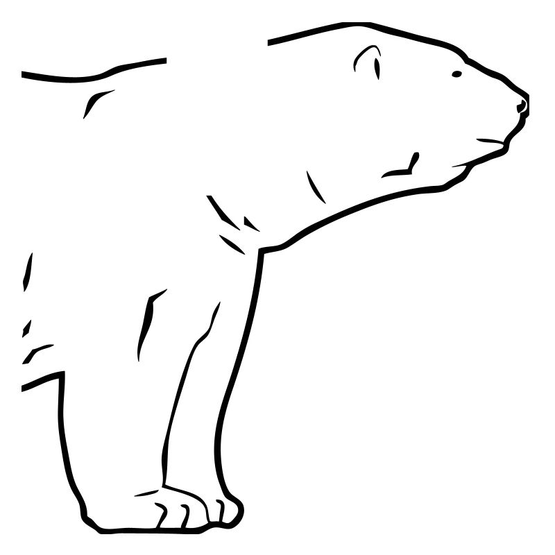Polar Bear - Eisbär