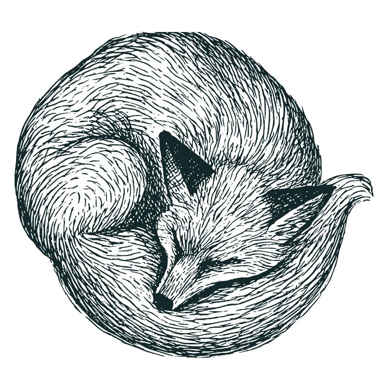 Curled up fox