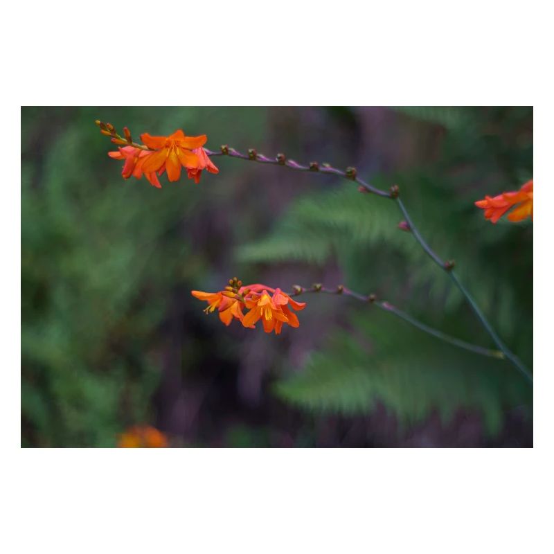 Orange Bloom on Arching Stem