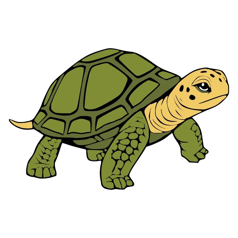 Turtle Turtles