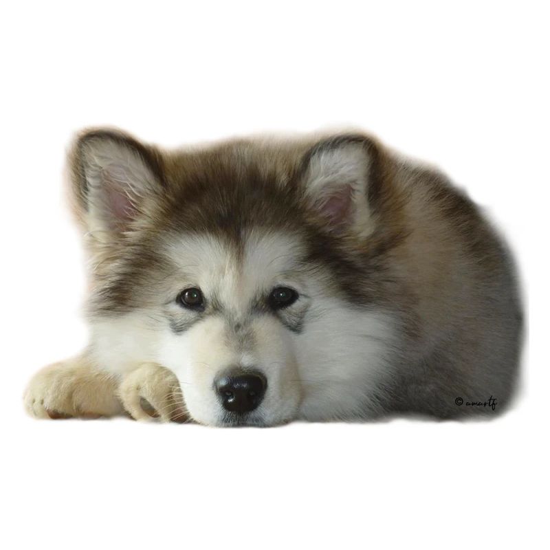Chiot malamute Maia