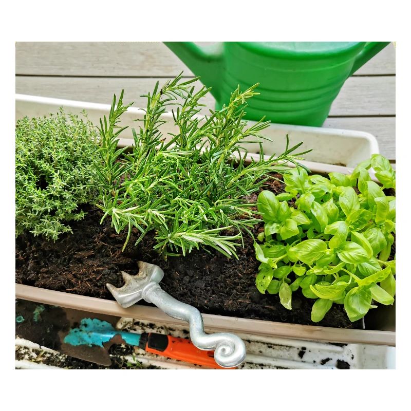 Herbe