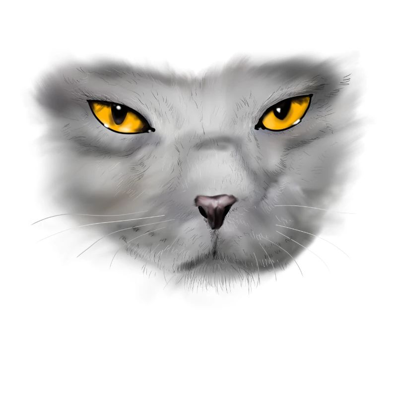 chat