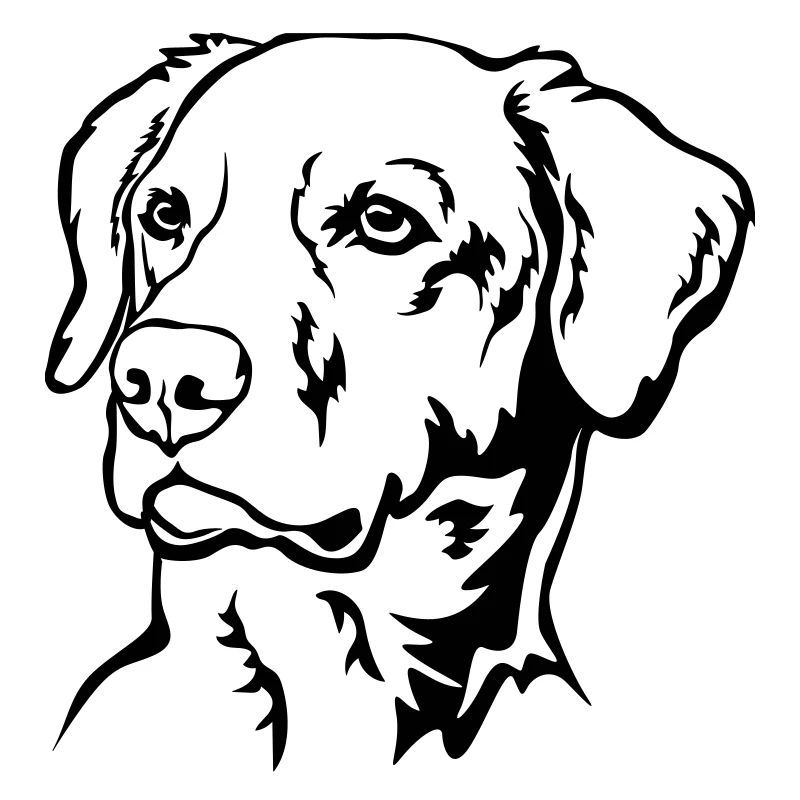 Tête de labrador