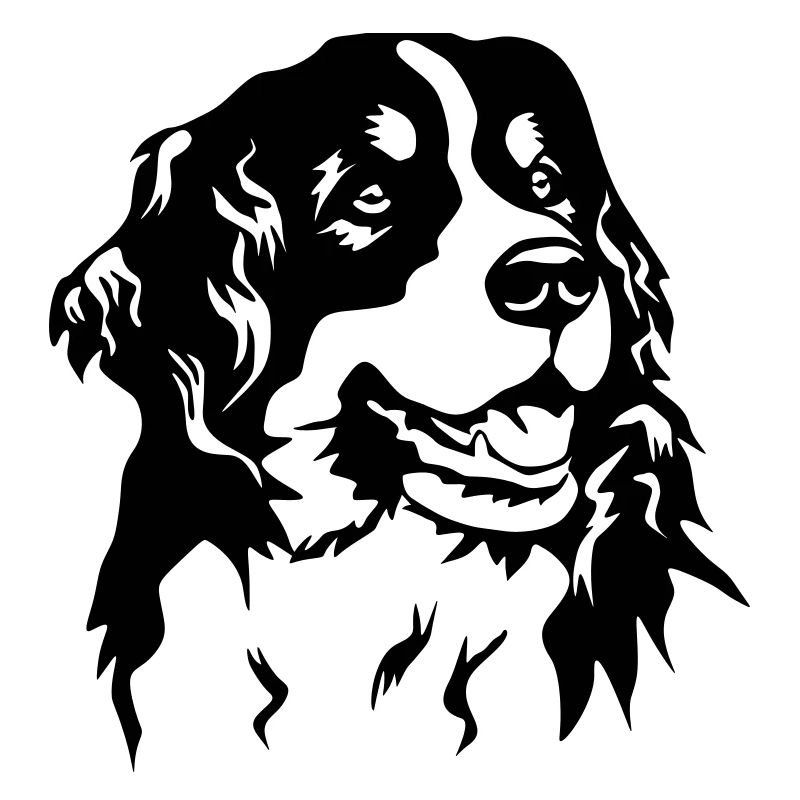 Berner Sennenhund Kopf