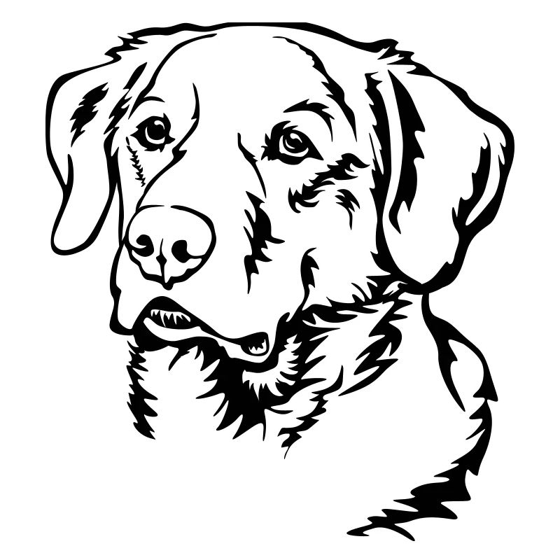 Tête de labrador