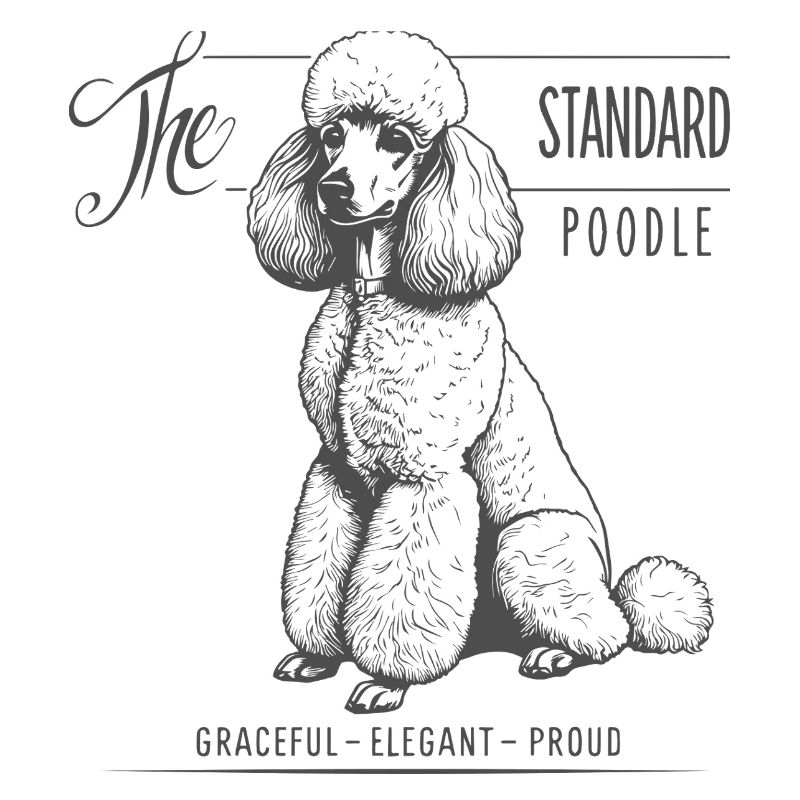 Standard Poodle Elegance and Pride