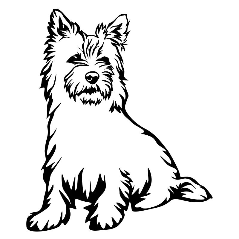 Cairn Terrier