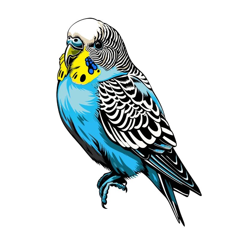 Colorful Budgie Vector Design