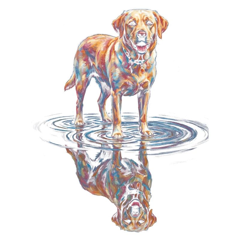 Labrador Retriever with Water Reflection