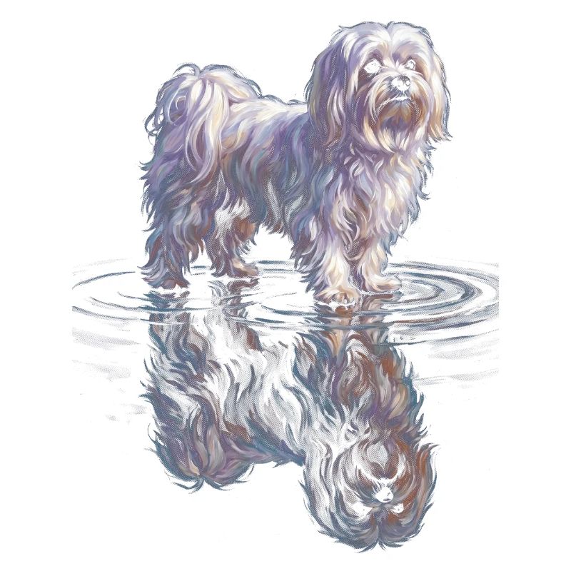 Maltese with water reflection