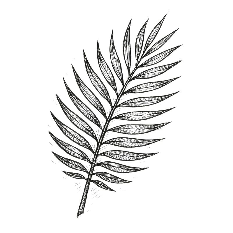 Black Palm Leaf Sketch
