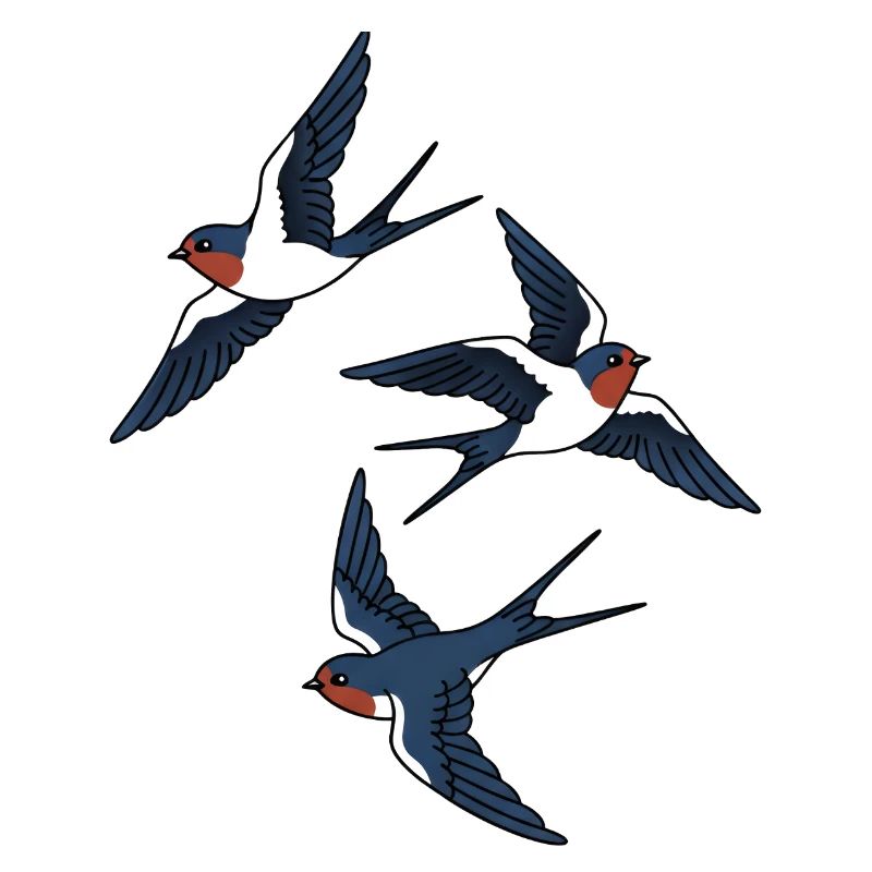 swallows